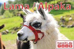 Lama/Alpaka