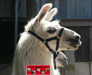 Bild 1 von Alpaka u. Lama Halfter  / (Größe) 60 / XXL / (Farbe) grün