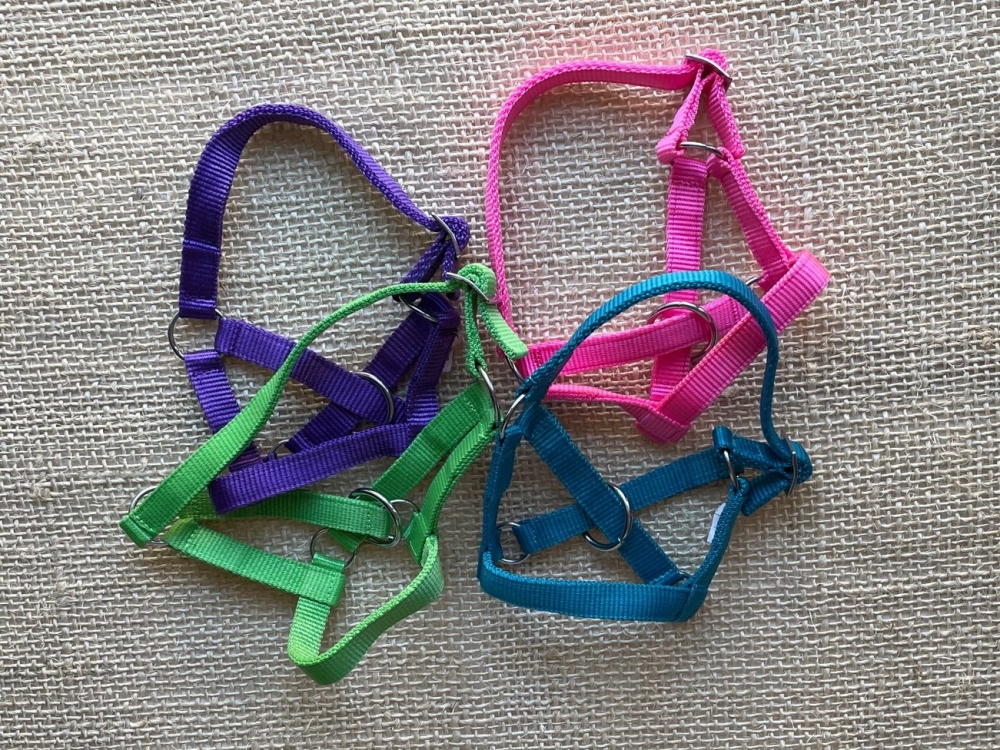 Bild 1 von Alpaka u. Lama Halfter  / (Größe) 40 / S / (Farbe) pink