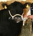 Bild 1 von Bullenstricke  Sisal/Poly     Ø 16/17mm     370cm  / (Farbe) SIsal/schwarz