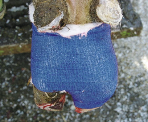 Bild 1 von Klauenbandage VETlastic  / (Farbe:        Breite:) blau    7,5 cm breit