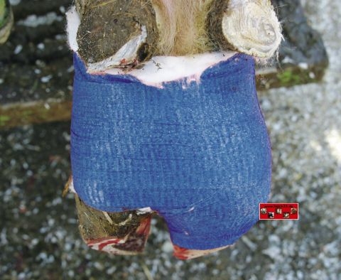 Bild 1 von Klauenbandage VETlastic  / (Farbe:        Breite:) blau    7,5 cm breit