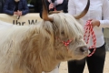 Bild 3 von Westfälisches Fang- u. Vorführstrick  / (Farbe) rot-weiß