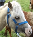 Pferdehalfter  S/Pony