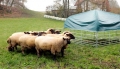 Bild 3 von Weideunterstand Komplettset für Schafe und Ziegen