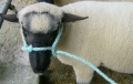 Emsländischer Strickhalfter