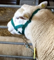 Schaf Halfter aus Nylongurt   XXL