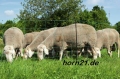 Bild 1 von OviNet grün Elektrifizierbares Schafnetz für den universellen Einsatz
