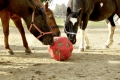 Bild 3 von Futterspielball, Heuball