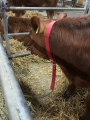 Bild 3 von Halsgurt für Rinder u. Pferde   40mm breit