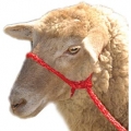 Führhalfter für Schafe  / (Farbe) rot