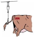 Kuhschwanzhalter