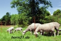Bild 2 von OviNet orange Elektrifizierbares Schafnetz für den universellen Einsatz