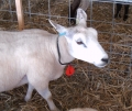 Bild 4 von Halsschilder für Schafe und Ziegen, rot  / (Nummerierung:) 11-20