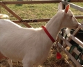 Bild 3 von Halsband für Schafe und Ziegen, 50cm  / (Farbe) rot mit weiße Streifen
