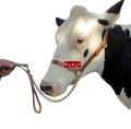 Vorführhalfter für Rinder
