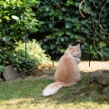 Bild 2 von Garten Kit 80cm 230V M35