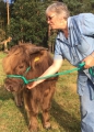 Bild 2 von Führhalfter Einer für alle  / (Farbe:) grün