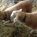 Bild 3 von Halsband für Schafe/Ziegen   40mm breit