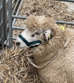 Bild 4 von Schaf Halfter aus Nylongurt