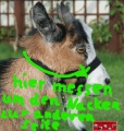 Bild 4 von Ziegenhalfter aus Nylongurt  / (Größe) 45 / (Farbe) türkis