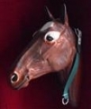 Bild 2 von Halsgurt für Kälber  u. Ponys, 95cm, 40mm breit  / (Farbe:) rot