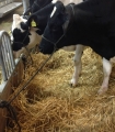 Halfterstrick aus Poly schwarz  4 meter