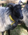 Nylonhalsband für Schafe/Ziegen