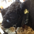 Bild 5 von Lederhalfter mit Kette
