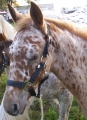 Bild 2 von Pferdehalfter  S/Pony