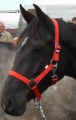 Pferdehalfter  L/Warmblut