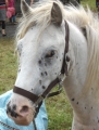 Bild 2 von Pferdehalfter  M/Vollblut