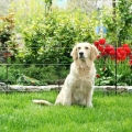 Bild 2 von Starter Kit Garten 230V M35 Katze, Hunde und Kaninchen
