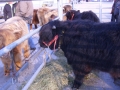 Jungrinderhalfter mit Kette  Gr.2