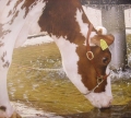 Bild 2 von Vorführhalfter für Rinder  / (Farbe:) hellbraun / ockerfarben