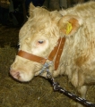 Bild 3 von Lederhalfter mit Kette