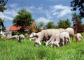 OviNet orange Elektrifizierbares Schafnetz für den universellen Einsatz