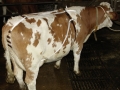Bild 3 von Vorfallbandage für Kühe