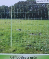 Bild 2 von Euro-Geflügelnetz  grün  112/2  25 meter