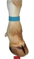 Bild 2 von Fessel Markierungsband, 10er Pack  / (Farbe:) blau