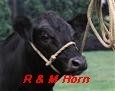 Bild 2 von Westfälischer Fang-u. Vorführstrick  / (Fanghalfter aus ) Poly